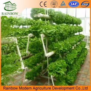 Hydroponics System for Greenhouse Vegetables